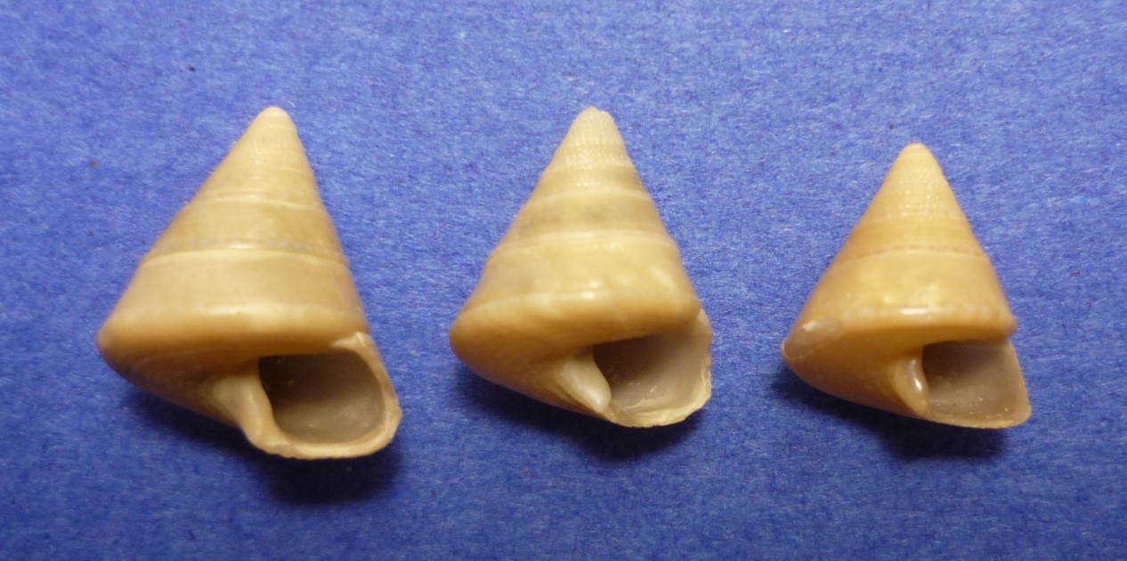 Calliostoma planatum(dubium)?